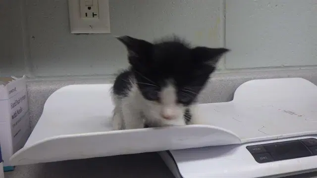Teddy - Domestic Short Hair