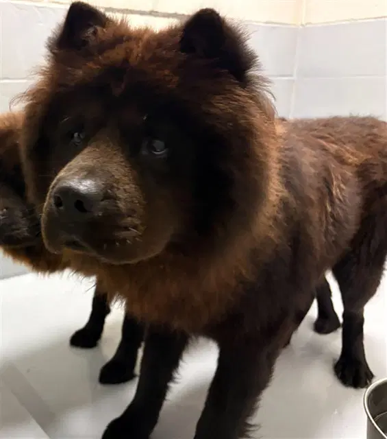Grizzly - Chow Chow