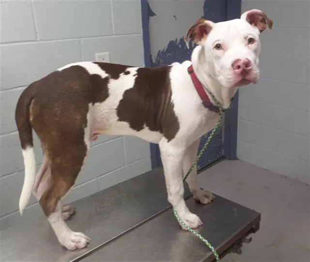 Barley - Pit Bull Terrier