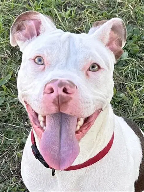 Barley - Pit Bull Terrier