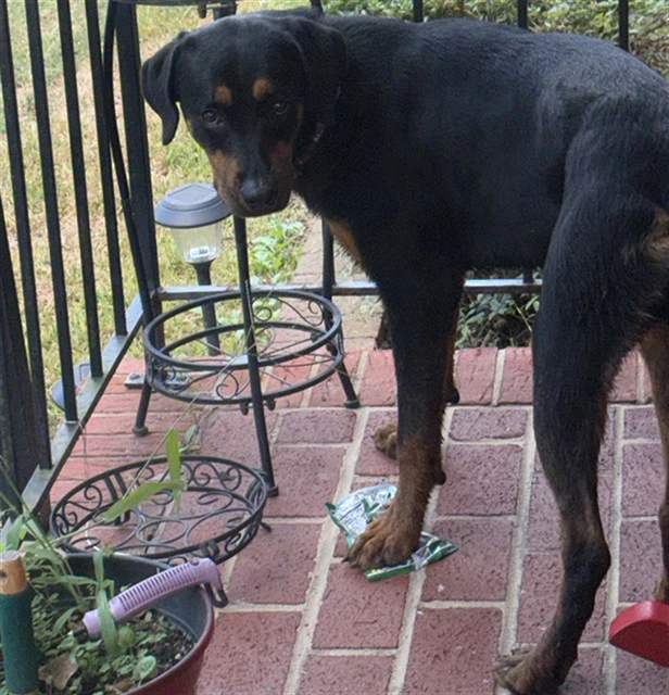 Juno