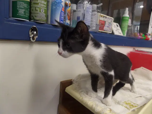 Mary Jane - Domestic Short Hair
