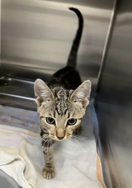 Ball Park - Domestic Short Hair
