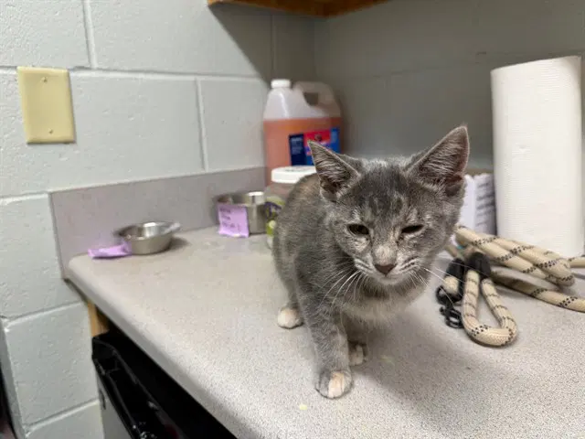 Eevee - Domestic Short Hair