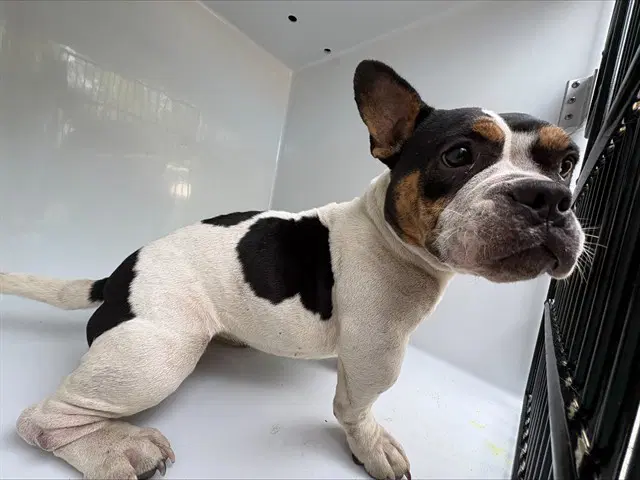 Mary Ann - French Bulldog