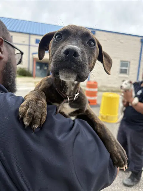 Zella - Pit Bull Terrier