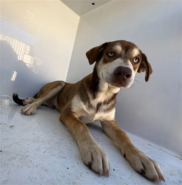 Evan - Siberian Husky