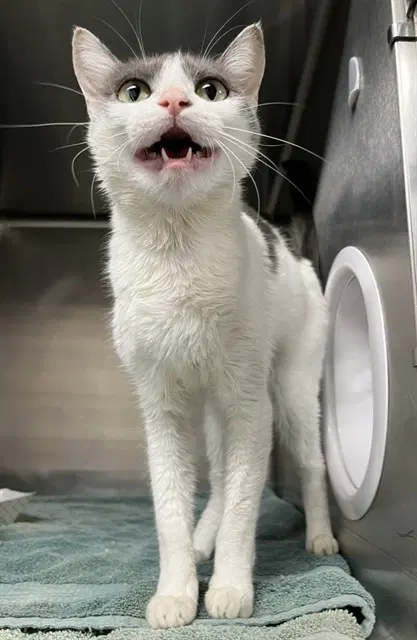 Loulou - Domestic Short Hair