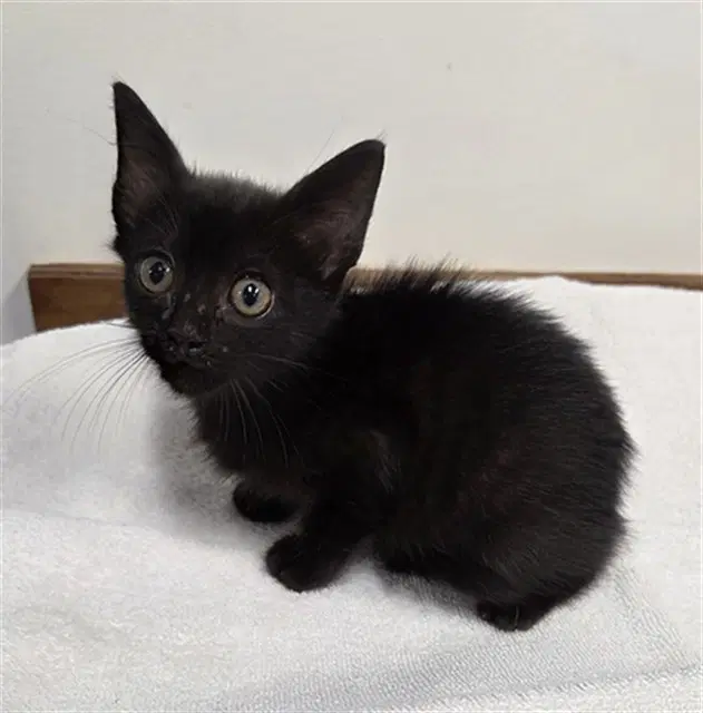 Bugs - Domestic Short Hair