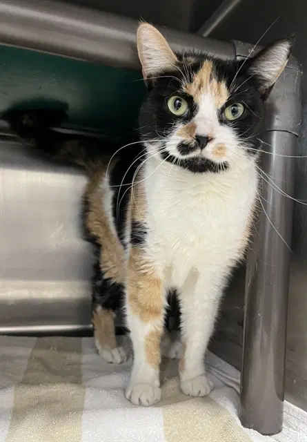 Saffron - Domestic Short Hair