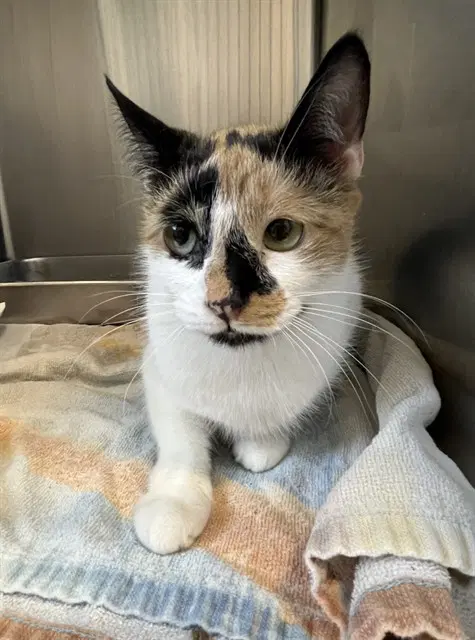 Iris - Domestic Short Hair