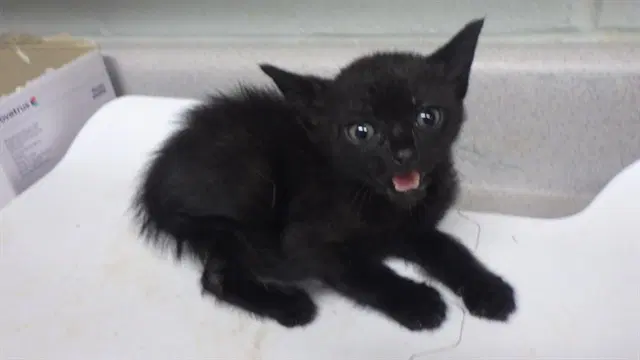 Goblin - Domestic Short Hair