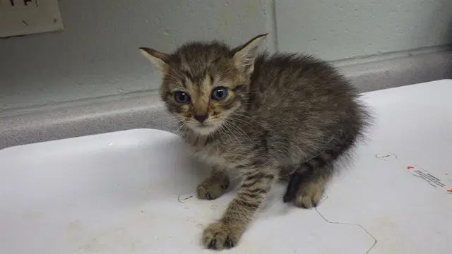 Gargoyle - Domestic Short Hair
