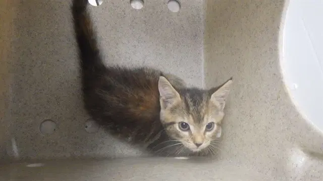 Tabitha - Domestic Short Hair