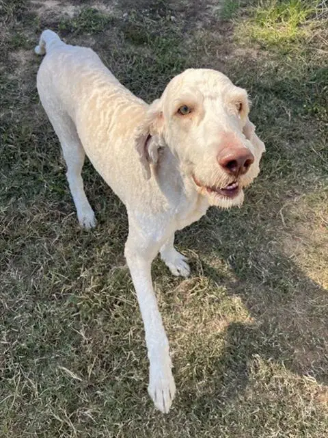 Falkor - Poodle (Standard)