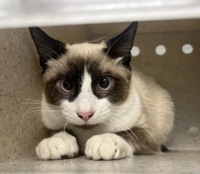 Mickey - Domestic Short Hair