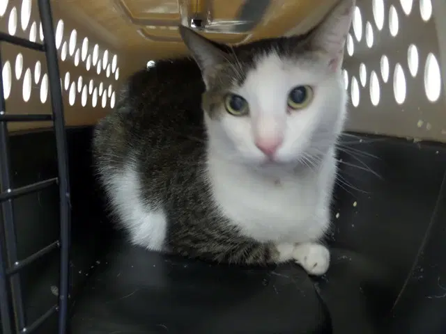 Ralphy - Domestic Short Hair