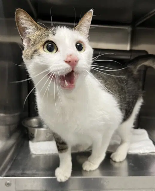 Ralphy - Domestic Short Hair