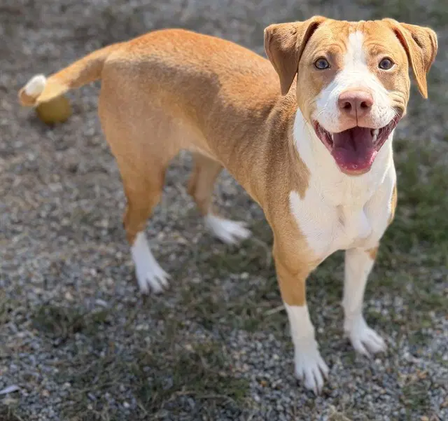 Magnolia - Pit Bull Terrier