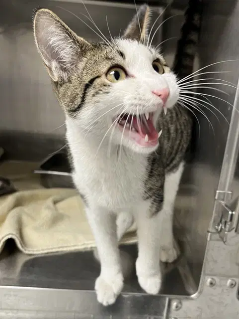 Marsh - Domestic Short Hair