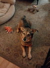 Indy -girl - Photo 4