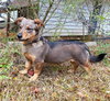 Indy -girl - Photo 9