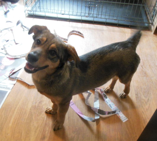 Indy -girl - Photo 11