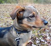 Indy -girl - Photo 11