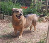 Indy -girl - Photo 8