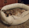 Indy -girl - Photo 2