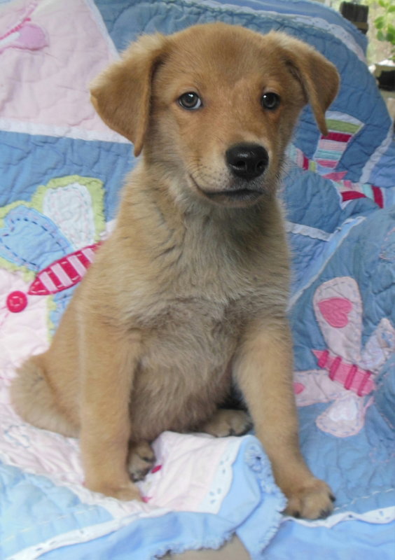 Dog for Adoption Creek, a Golden Retriever in Wedowee, AL Alpha Paw