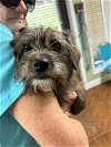 adoptable Dog in newnan, GA named Wyatt