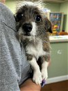 adoptable Dog in newnan, GA named Levi