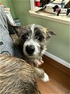 adoptable Dog in newnan, GA named Morgan