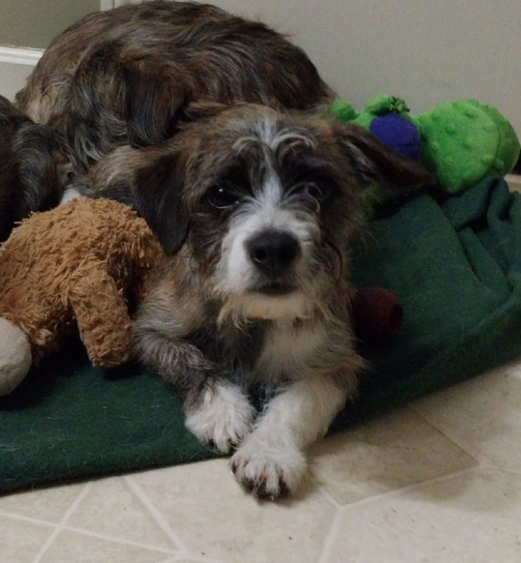 adoptable Dog in Newnan, GA named Levi