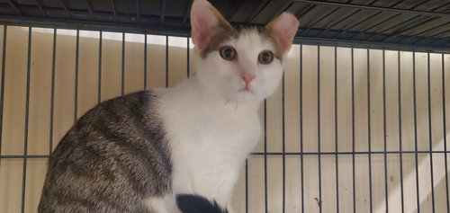 BABY - Domestic Short Hair available for adoption