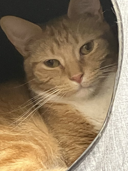 picture of the cat needing adoption
