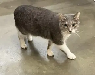 Beth - Domestic Short Hair