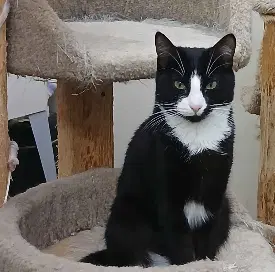 Hissy Fit - Domestic Short Hair