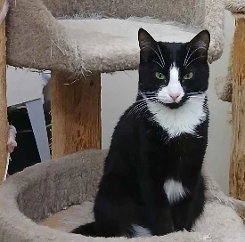 Hissy Fit