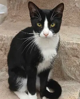 Grunch - Domestic Short Hair