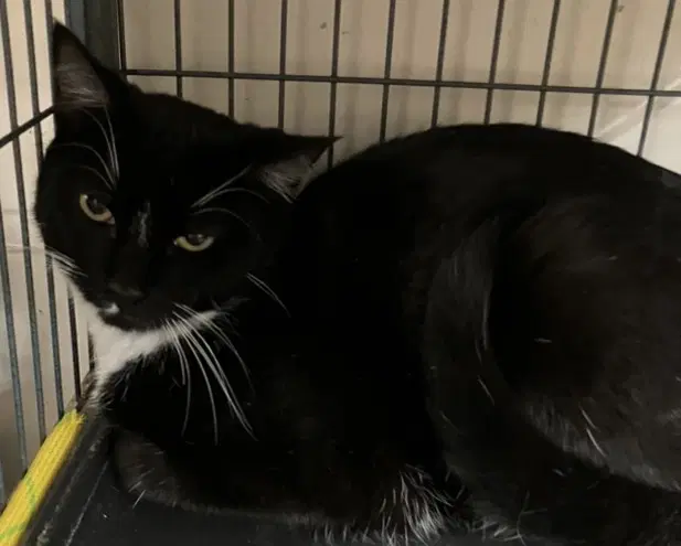 Whiskers - Domestic Short Hair