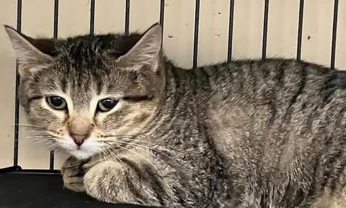 BUNNY, Young Tabby (short coat), cat for adoption in Valley Stream, New York