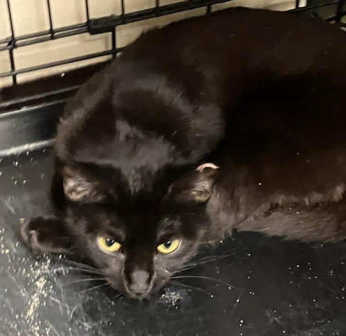 LUCY, Young Domestic Short Hair (short coat), cat for adoption in Valley Stream, New York