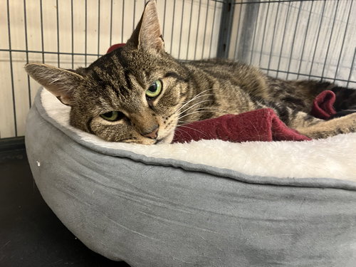 BELLA, Adult Domestic Short Hair / Tabby (short coat), cat for adoption in Valley Stream, New York