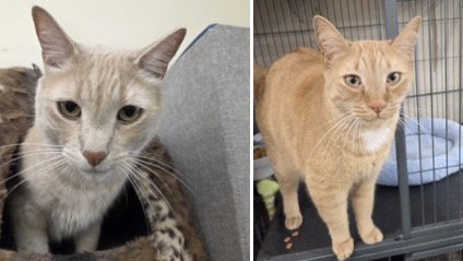 OLAF AND BRUNO, Adult Tabby (short coat), cat for adoption in New Rochelle, New York