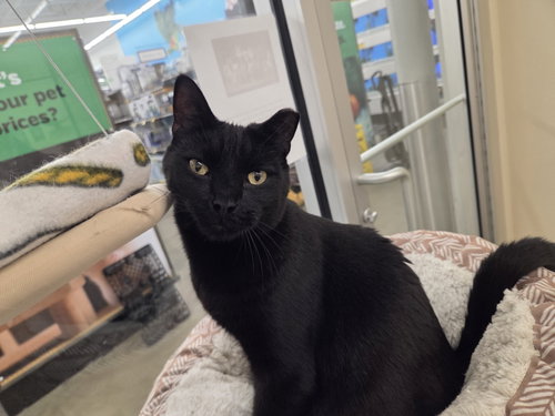 CHESTER, Adult Domestic Short Hair (short coat), cat for adoption in New Rochelle, New York