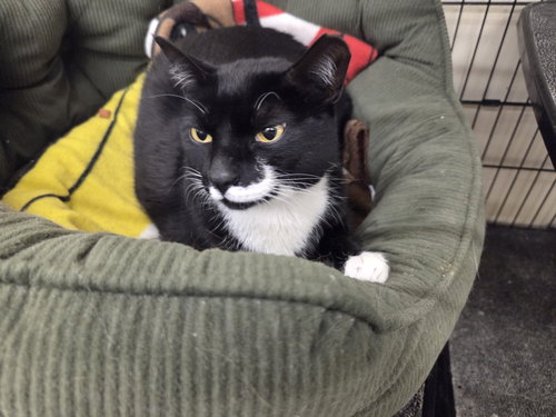 STORMI, Adult Domestic Short Hair (short coat), cat for adoption in New Rochelle, New York