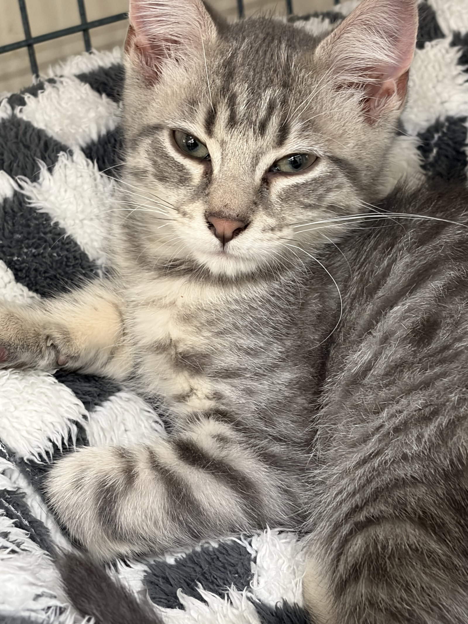 BENNY
