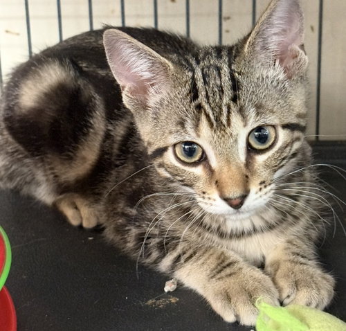 ROMULOUS, an adoptable Tabby in SMITHTOWN, NY